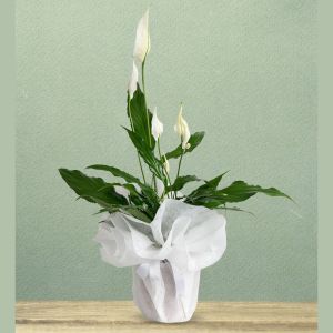  флористы в Анталии - Комнатные цветы