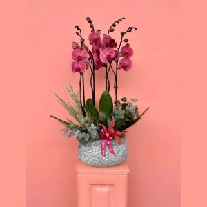  флористы в Анталии - Орхидеи